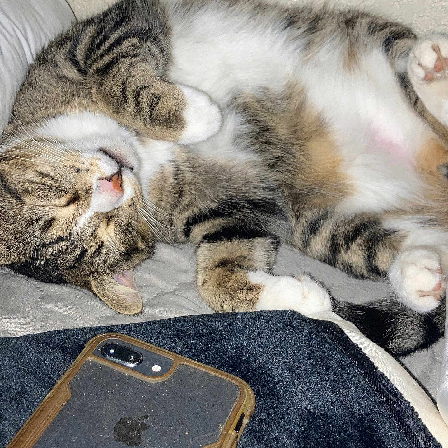 Meowzer