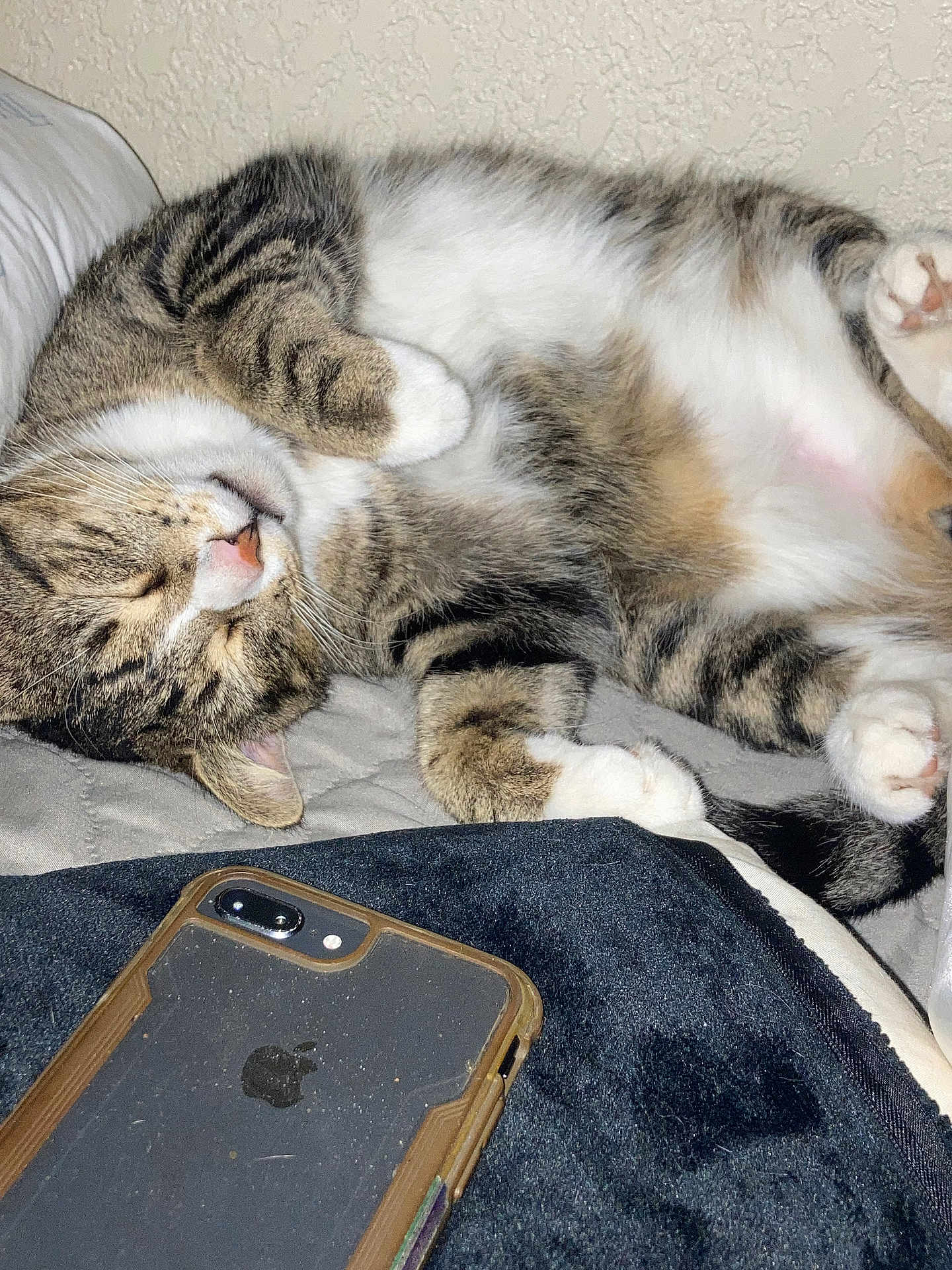 Meowzer