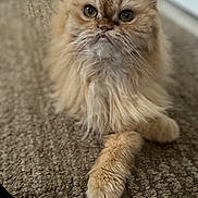 Sunny is registered to the contest to win money with this photo: cat, ginger_cat, fluffy, pet, animal, carpet, indoor, cute, feline, portrait, whiskers, ears, paws, crossed_paws, relaxed, fur, closeup, domestic_cat, mammal, eyes