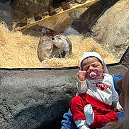 Hazeleigh is registered to the contest to win money with this photo: baby, newborn, pacifier, otter, aquarium, glass, enclosure, straw, rock, adult, holding, red_pants, white_sock, hat, sleeping, person, animal, display, portrait, visitor