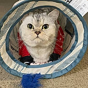 Mila is registered to the contest to win money with this photo: cat, pet, indoor, fabric_tunnel, red_clothing, carpet, blue_toy, curious, whiskers, close_up, feline, playful, eye_contact, cozy, domestic, mammal, small_pet, cute, striped_fur, animal