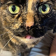 Toph joined the competition — help win amazing prizes! cat, tortoiseshell_cat, close_up, green_eyes, whiskers, pet, feline, face, portrait, indoor, tongue, nose, fur, domestic_animal, macro, curious, bed, human_arm, ear, cute