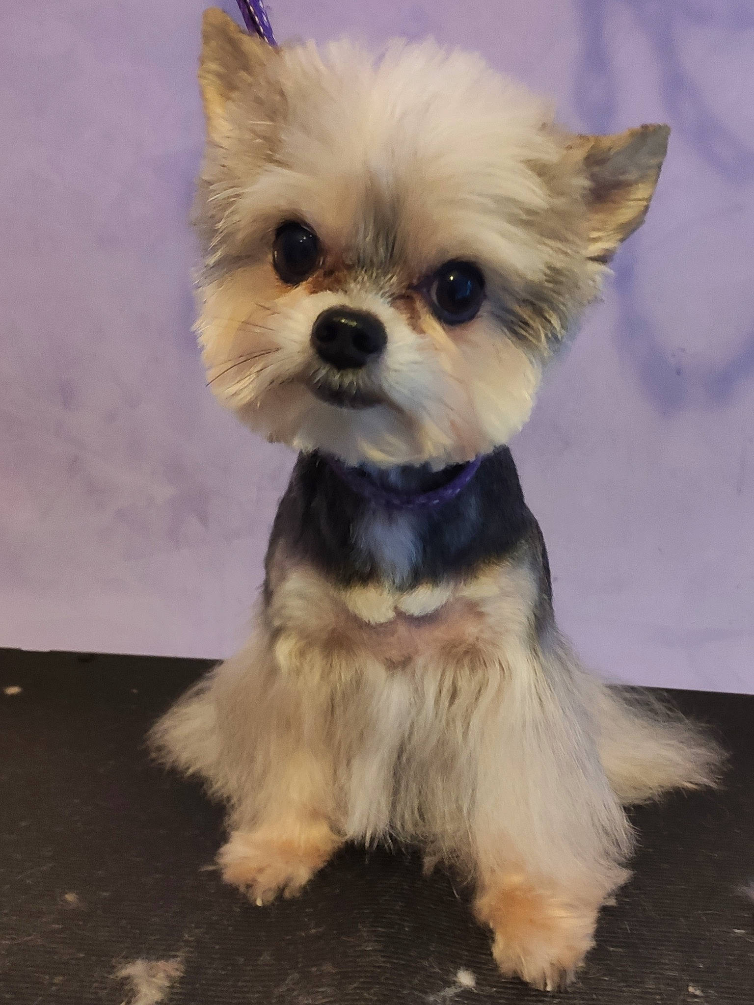 Indie a rejoint le concours — aidez-le/la à gagner de superbes lots ! canidae, carnivore, collar, companion_dog, dog, dog_breed, dog_clothes, dog_collar, dog_supply, fawn, fur, non_sporting_group, pet_supply, puppy, small_terrier, snout, terrier, toy_dog, vertebrate, working_animal