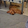 Billy a rejoint le concours — aidez-le/la à gagner de superbes lots ! dog, sleeping, floor, carpet, chair, indoor, pet, relaxed, golden, fur, home, quiet, rest, paw, legs, pattern, tile, cozy, animal, domestic
