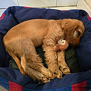 Billy participe au concours pour gagner de l'argent avec cette photo : dog, puppy, sleeping, bed, stuffed_toy, plush, indoor, tile_floor, corner, resting, canine, brown_fur, pet, cozy, cute, animal, companion, relaxing, toy, fur