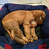 dog, puppy, sleeping, bed, stuffed_toy, plush, indoor, tile_floor, corner, resting, canine, brown_fur, pet, cozy, cute, animal, companion, relaxing, toy, fur