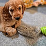 Billy participe au concours pour gagner de l'argent avec cette photo : puppy, dog, golden_brown, carpet, toy, fuzzy_toy, green_toy, cute, pet, animal, indoor, laying_down, curious, young_dog, fur, ears, paws, close_up, domestic_animal, companion