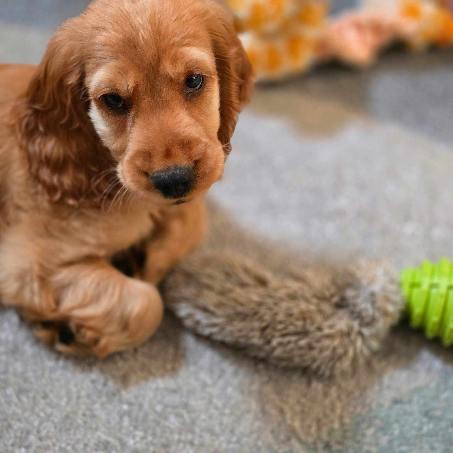 Billy participe au concours pour gagner de l'argent avec cette photo : puppy, dog, golden_brown, carpet, toy, fuzzy_toy, green_toy, cute, pet, animal, indoor, laying_down, curious, young_dog, fur, ears, paws, close_up, domestic_animal, companion