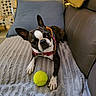 animal, blanket, boston_terrier, canine, collar, couch, curious, dog, floor, fur, furniture, head_tilt, indoor, living_room, paw, pet, pillow, playful, tennis_ball, texture