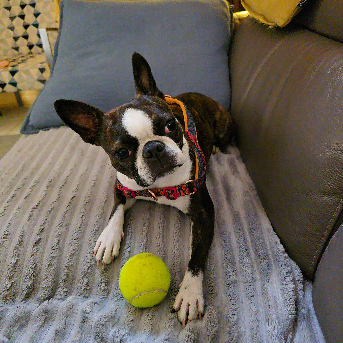 Abby participe au concours pour gagner de l'argent avec cette photo : boston_terrier, dog, pet, tennis_ball, collar, blanket, couch, pillow, indoor, head_tilt, curious, fur, paw, floor, furniture, living_room, texture, animal, playful, canine