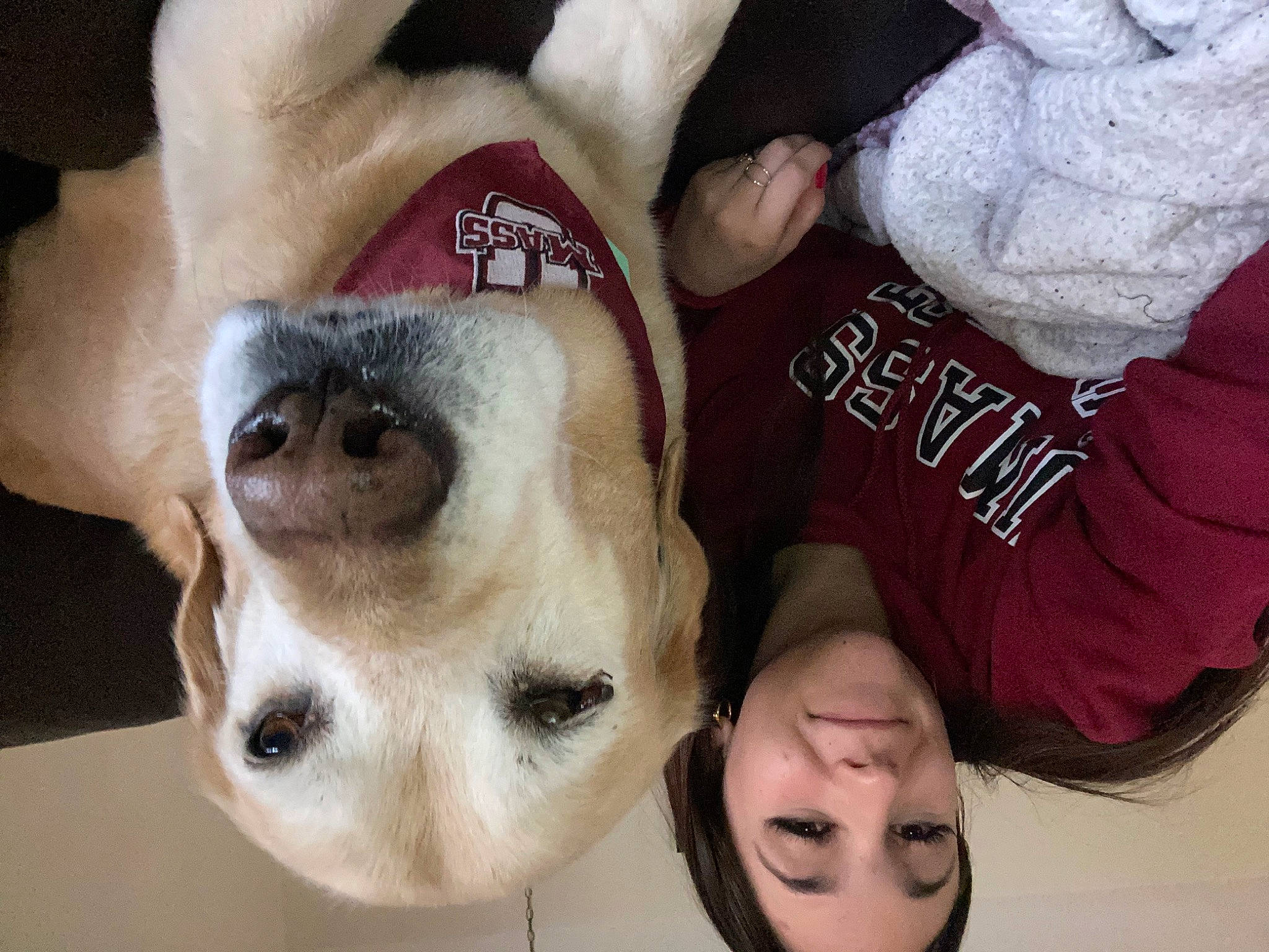 Samson joined the competition — help win amazing prizes! canidae, carnivore, comfort, companion_dog, dog, dog_breed, fawn, fur, happy, non_sporting_group, nose, paw, puppy_love, selfie, smile, snout, sporting_group, toy_dog, vertebrate, whiskers