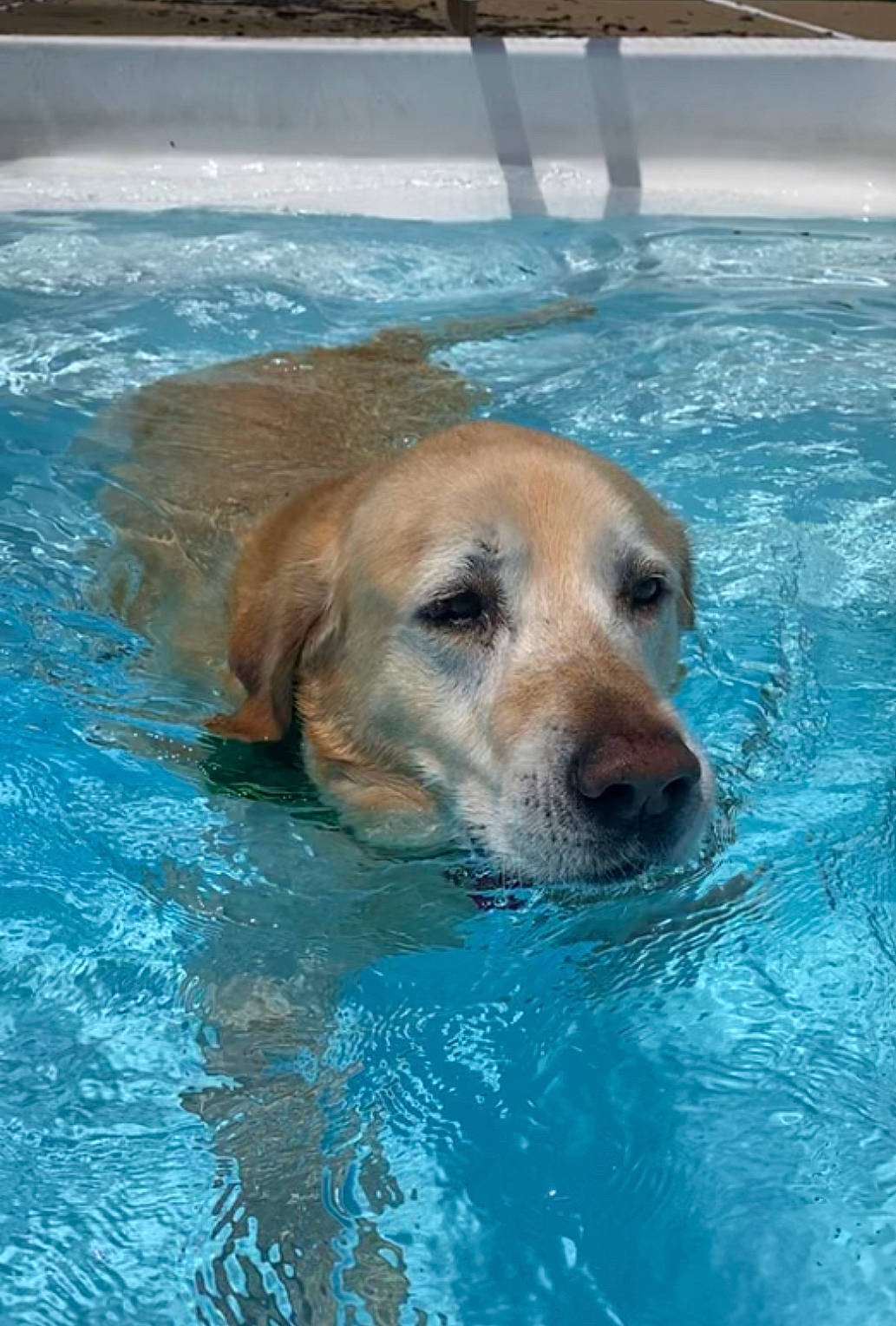 Samson is registered to the contest to win money with this photo: ball, canidae, carnivore, companion_dog, dog, dog_breed, fawn, fluid, fun, gun_dog, leisure, liquid, reflection, retriever, snout, sporting_group, swimming_pool, vacation, water, working_animal