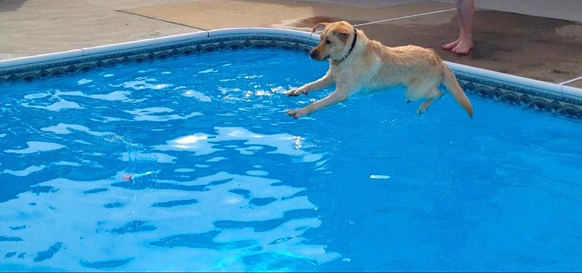 Samson is registered to the contest to win money with this photo: ball, canidae, carnivore, companion_dog, dog, dog_breed, electric_blue, fawn, fluid, gun_dog, hood, leisure, liquid, recreation, sporting_group, sports, swimming_pool, tail, water, working_animal