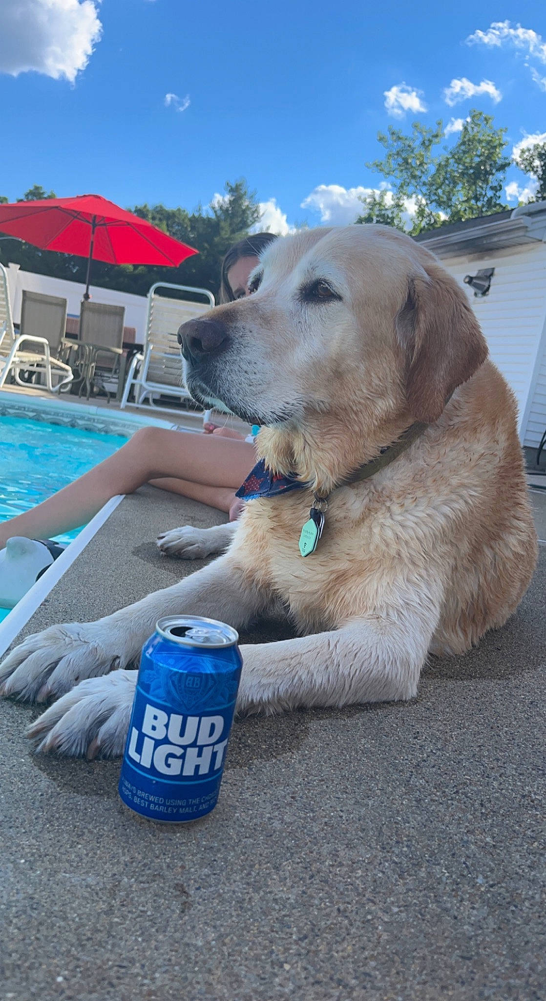 Samson joined the competition — help win amazing prizes! blue, carnivore, chair, cloud, collar, companion_dog, dog, dog_breed, dog_collar, electric_blue, fawn, leisure, outdoor_furniture, sky, sporting_group, swimming_pool, tin_can, tree, umbrella, water