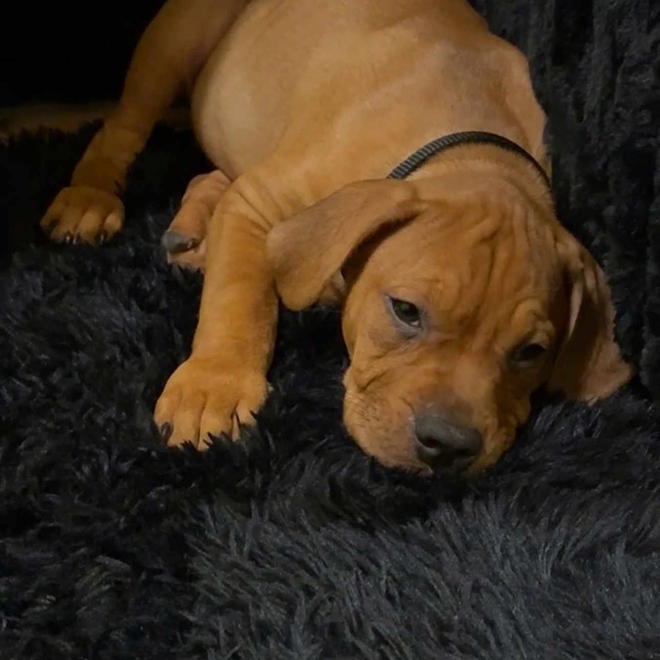 Blaize joined the competition — help win amazing prizes! adorable, animal, black_rug, brown, closeup, collar, cozy, cute, dog, fluffy_rug, fur, indoor, laying_down, pet, puppy, relaxed, resting, sleepy, soft_texture, young_dog