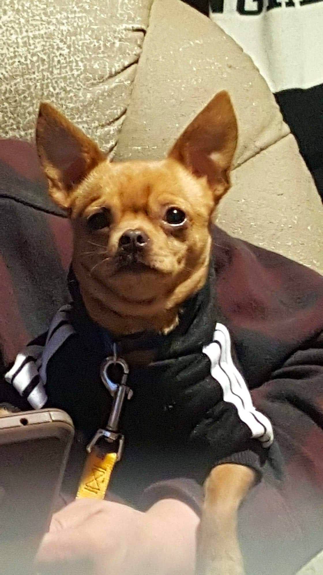 Joe joined the competition — help win amazing prizes! canidae, carnivore, chihuahua, collar, companion_dog, corgi_chihuahua, dog, dog_breed, dog_collar, dog_supply, ear, fawn, fur, russkiy_toy, snout, sporting_group, terrestrial_animal, toy_dog, whiskers, working_animal