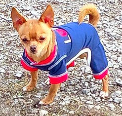 Joe joined the competition — help win amazing prizes! adventure, canidae, carnivore, chihuahua, companion_dog, dog, dog_breed, dog_clothes, dog_supply, electric_blue, fashion_accessory, fawn, non_sporting_group, plant, sleeve, snout, sporting_group, toy_dog, walking, working_animal