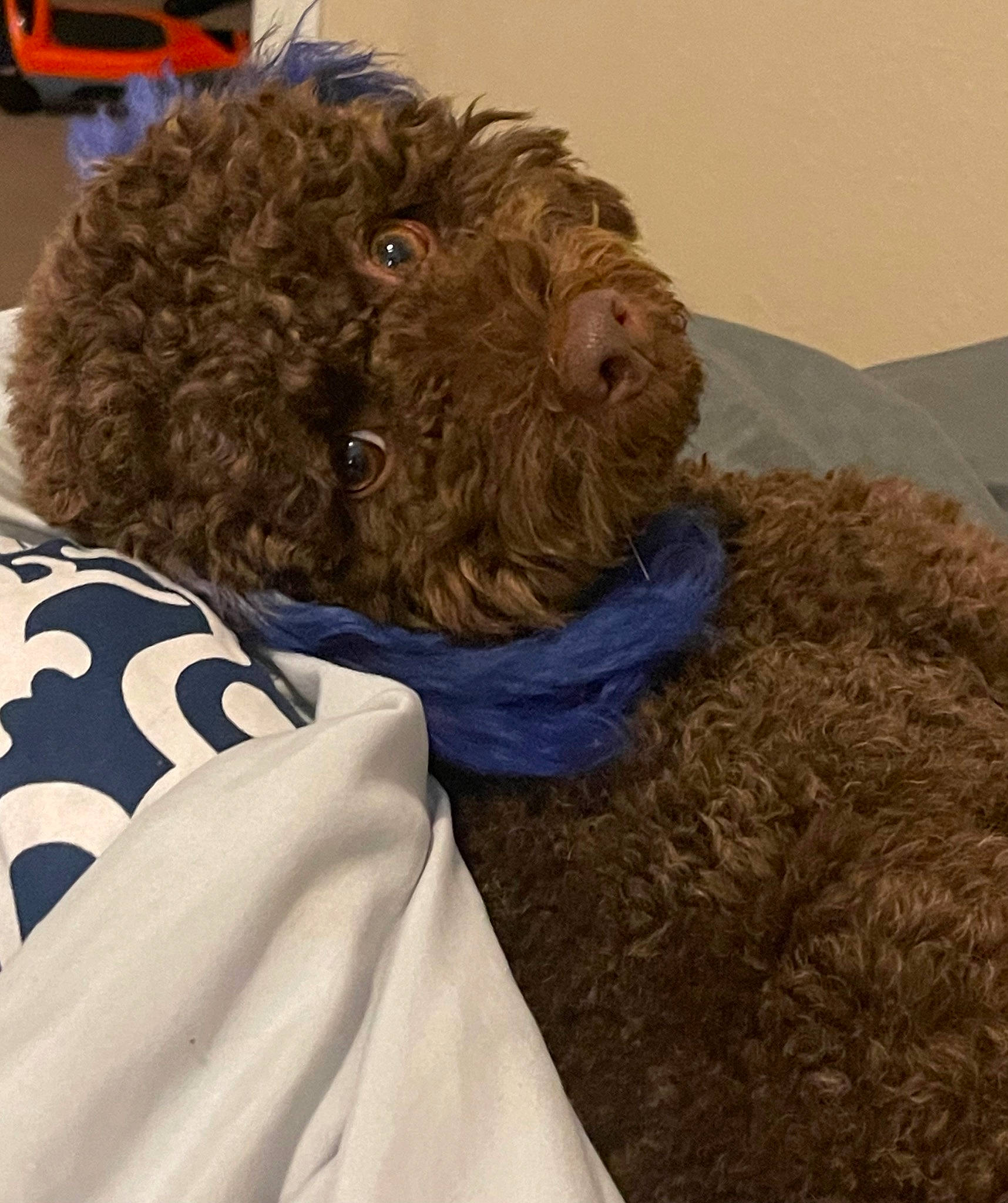 Khodi joined the competition — help win amazing prizes! canidae, carnivore, companion_dog, dog, dog_breed, dog_supply, fur, liver, non_sporting_group, poodle, soil, sporting_group, terrier, toy_dog, water_dog, working_animal