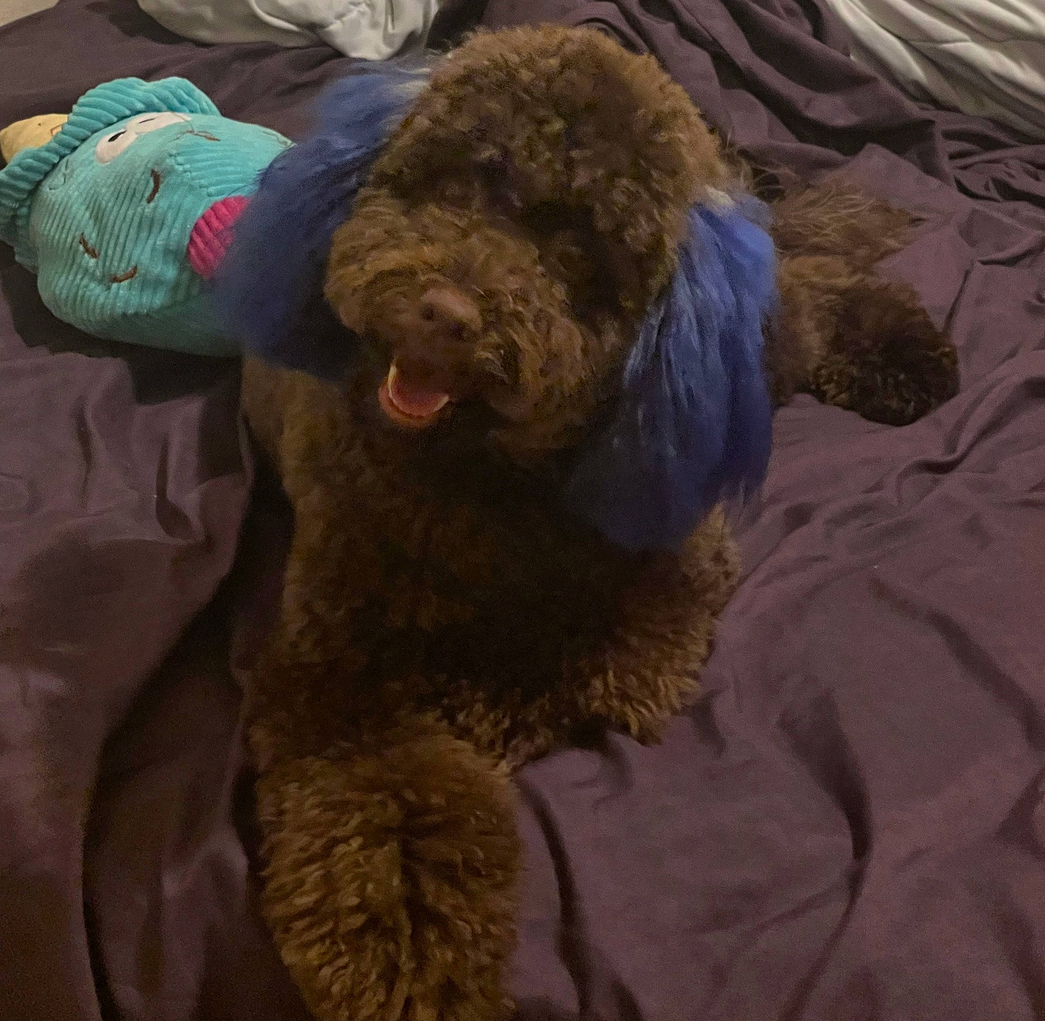 Khodi is registered to the contest to win money with this photo: canidae, carnivore, comfort, companion_dog, dog, dog_breed, fiber, fur, labradoodle, liver, natural_material, non_sporting_group, poodle, sporting_group, terrier, toy_dog, water_dog, working_animal