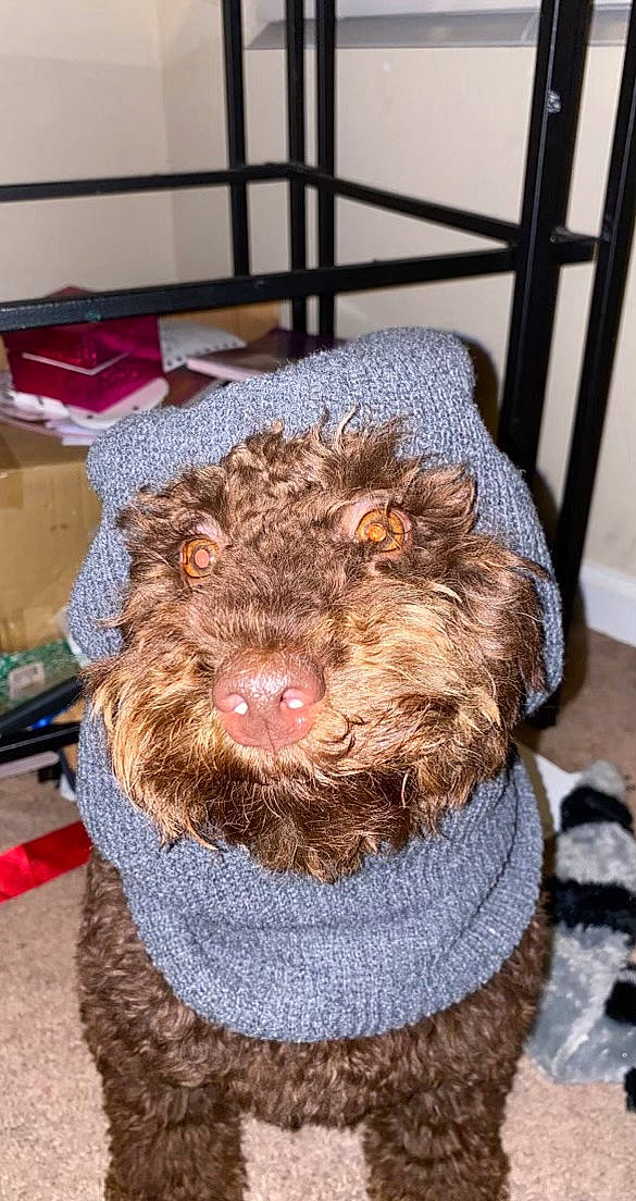 Khodi joined the competition — help win amazing prizes! canidae, carnivore, companion_dog, costume_hat, creative_arts, dog_breed, fashion_accessory, fawn, fur, hat, liver, natural_material, pattern, snout, sporting_group, terrestrial_animal, water_dog, wool, woolen, working_animal