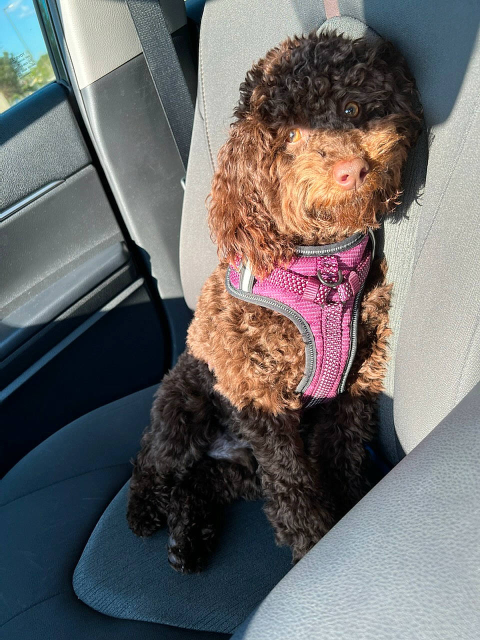 Khodi is registered to the contest to win money with this photo: car, car_seat, car_seat_cover, carnivore, companion_dog, dog, dog_breed, dog_collar, fur, head_restraint, liver, poodle, snout, terrier, toy, toy_dog, vehicle, vehicle_door, water_dog, working_animal