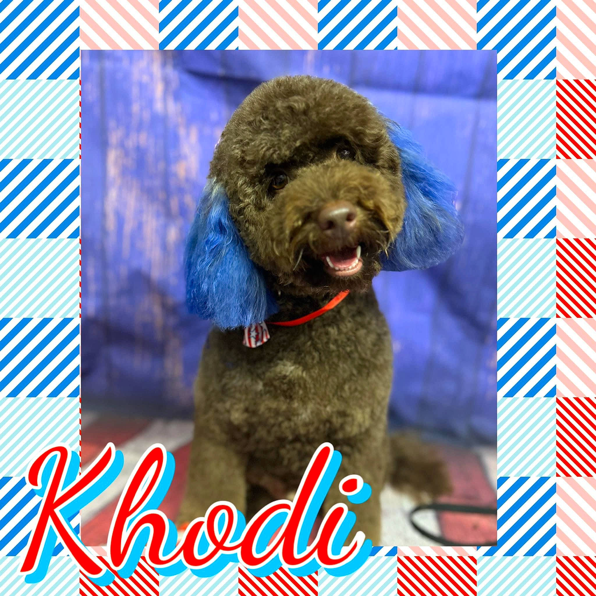Khodi joined the competition — help win amazing prizes! canidae, carnivore, collar, companion_dog, dog, dog_breed, dog_supply, font, fur, giant_dog_breed, liver, magenta, pet_supply, poodle, rectangle, snout, sporting_group, terrier, water_dog, working_animal