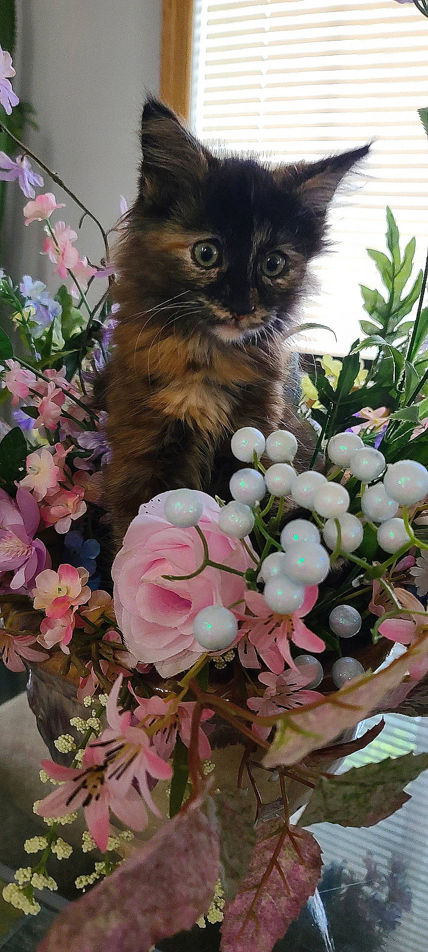 Indica joined the competition — help win amazing prizes! animal, bouquet, cat, closeup, colorful, curious, cute, decor, domestic_animal, feline, flower, green_leaf, indoor, kitten, nature, pet, pink_flower, plant, small, soft_light