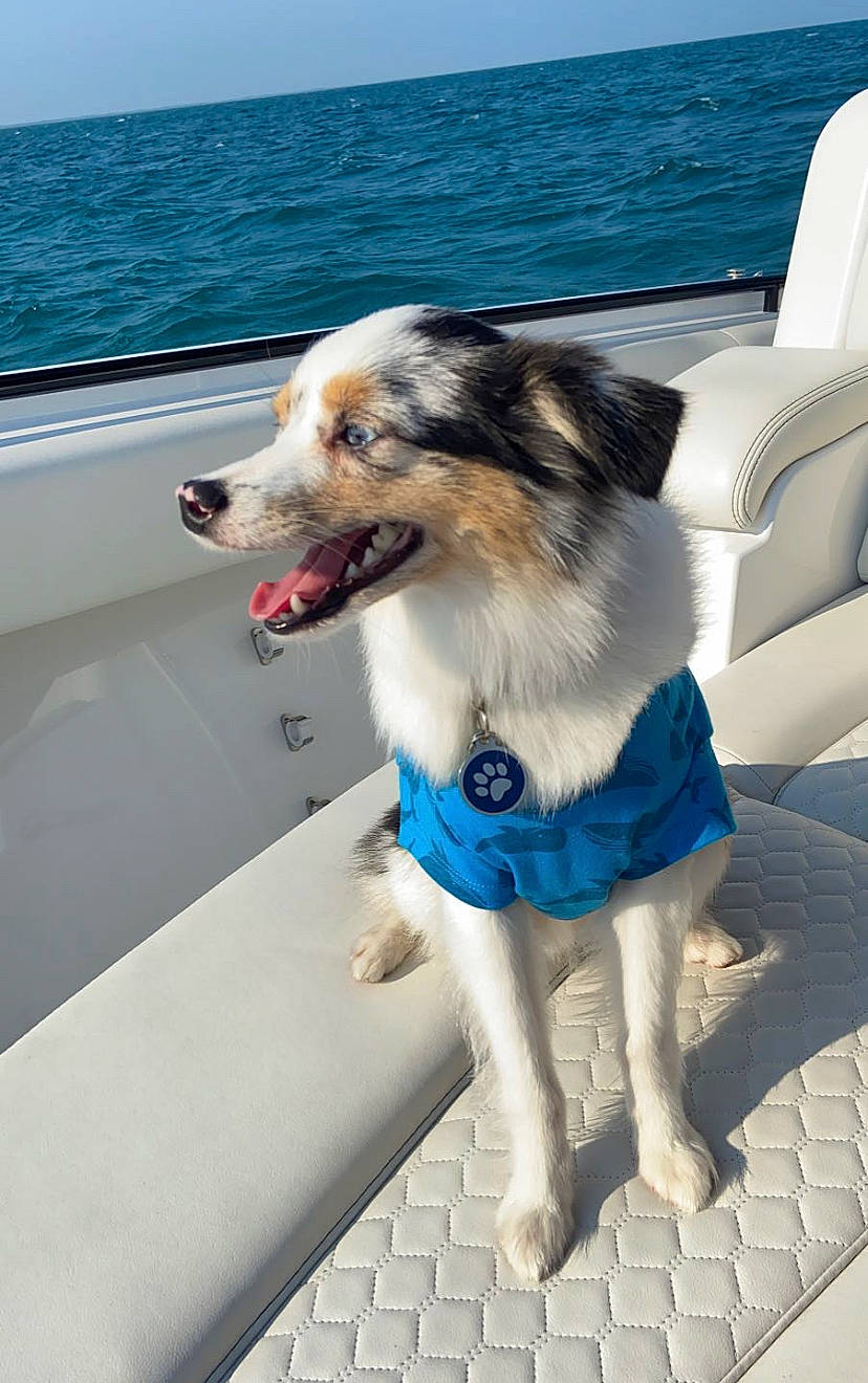 Logan is registered to the contest to win money with this photo: australian_shepherd, boating, canidae, carnivore, companion_dog, dog, dog_breed, lifejacket, siberian_husky, sporting_group, vacation, water, working_dog