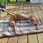 Poppy joined the competition — help win amazing prizes! dog, blanket, wooden_deck, outdoor, sunlight, potted_plants, laundry_basket, greenery, relaxed, playful, canine, pet, stretching, brown_dog, sunny_day, backyard, fur, animal, wood, nature