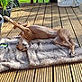 dog, blanket, wooden_deck, outdoor, sunlight, potted_plants, laundry_basket, greenery, relaxed, playful, canine, pet, stretching, brown_dog, sunny_day, backyard, fur, animal, wood, nature