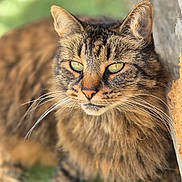 Mystick a rejoint le concours — aidez-le/la à gagner de superbes lots ! animal, blurred_background, cat, close_up, domestic_cat, feline, fluffy, fur, green_eyes, mammal, nature, outdoor, pet, portrait, relaxed, resting, stone_wall, sunlight, tabby, whiskers