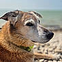 animal, beach, calm, canine, close_up, collar, daylight, dog, fur, looking_away, mammal, nature, old_dog, outdoor, pebbles, pet, portrait, relaxed, sea, side_view