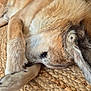 animal, brown, close_up, cozy, cute, dog, domestic_animal, fur, home, indoor, laying_down, paw, pet, relaxed, resting, shy, sleeping, tan, texture, woven_rug