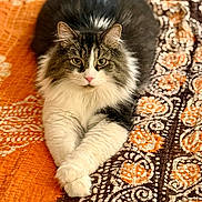 Theo is registered to the contest to win money with this photo: animal, bedspread, cat, cute, domestic, eyes, feline, fluffy, fur, indoor, lying_down, orange, patterned, paws, pet, portrait, quilt, relaxed, resting, whiskers