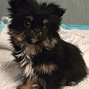 Azumi a rejoint le concours — aidez-le/la à gagner de superbes lots ! adorable, animal, black, blanket, companion, cute, cute_pet, dog, fluffy, friendly, fur, indoors, mammal, pet, portrait, puppy, sitting, small, tan, young