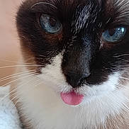 Sid a rejoint le concours — aidez-le/la à gagner de superbes lots ! cat, siamese_cat, blue_eyes, tongue_out, close_up, whiskers, fur, pet, animal, cute, face, muzzle, pink_tongue, domestic_cat, portrait, indoor, soft_light, expression, feline, adorable