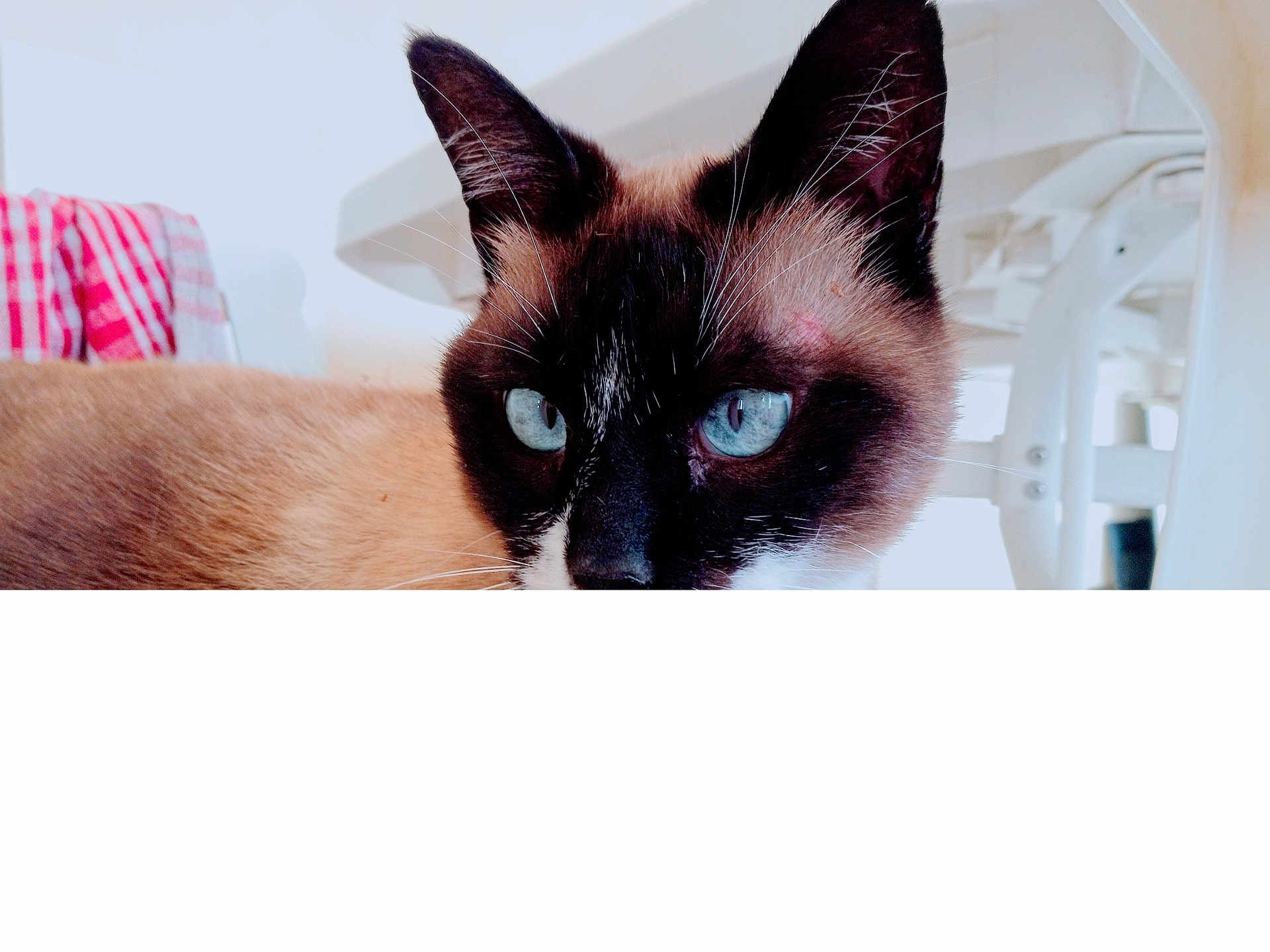 Sid