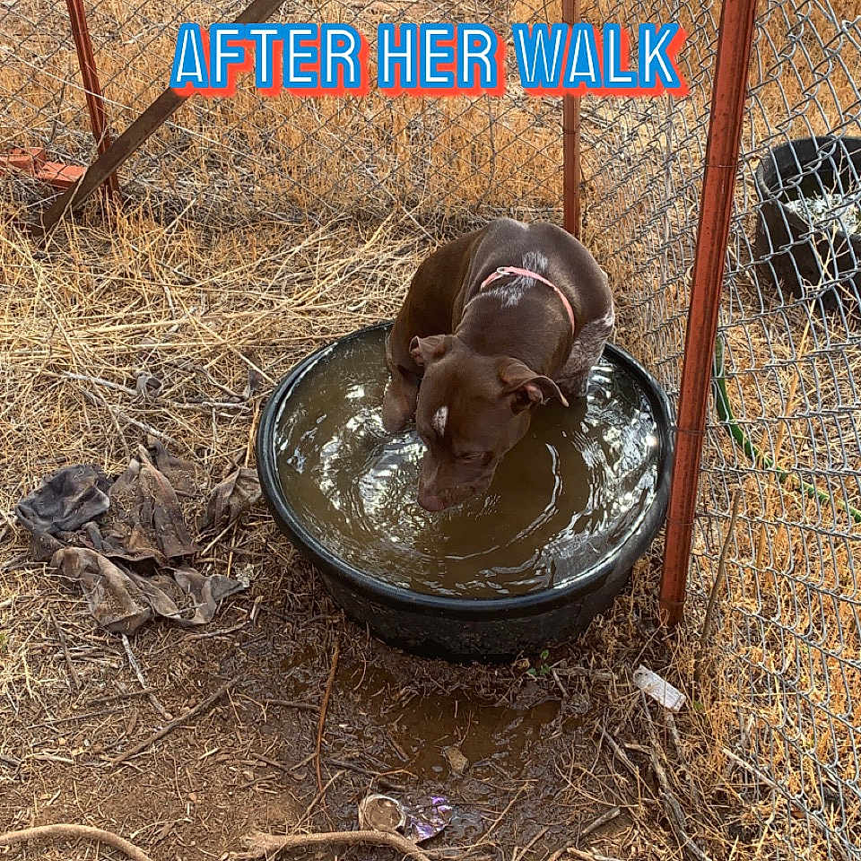 Layla joined the competition — help win amazing prizes! auto_part, automotive_tire, automotive_wheel_system, circle, dog, dog_breed, drainage, gas, hat, metal, nickel, pipe, snout, soil, sporting_group, terrestrial_animal, working_animal