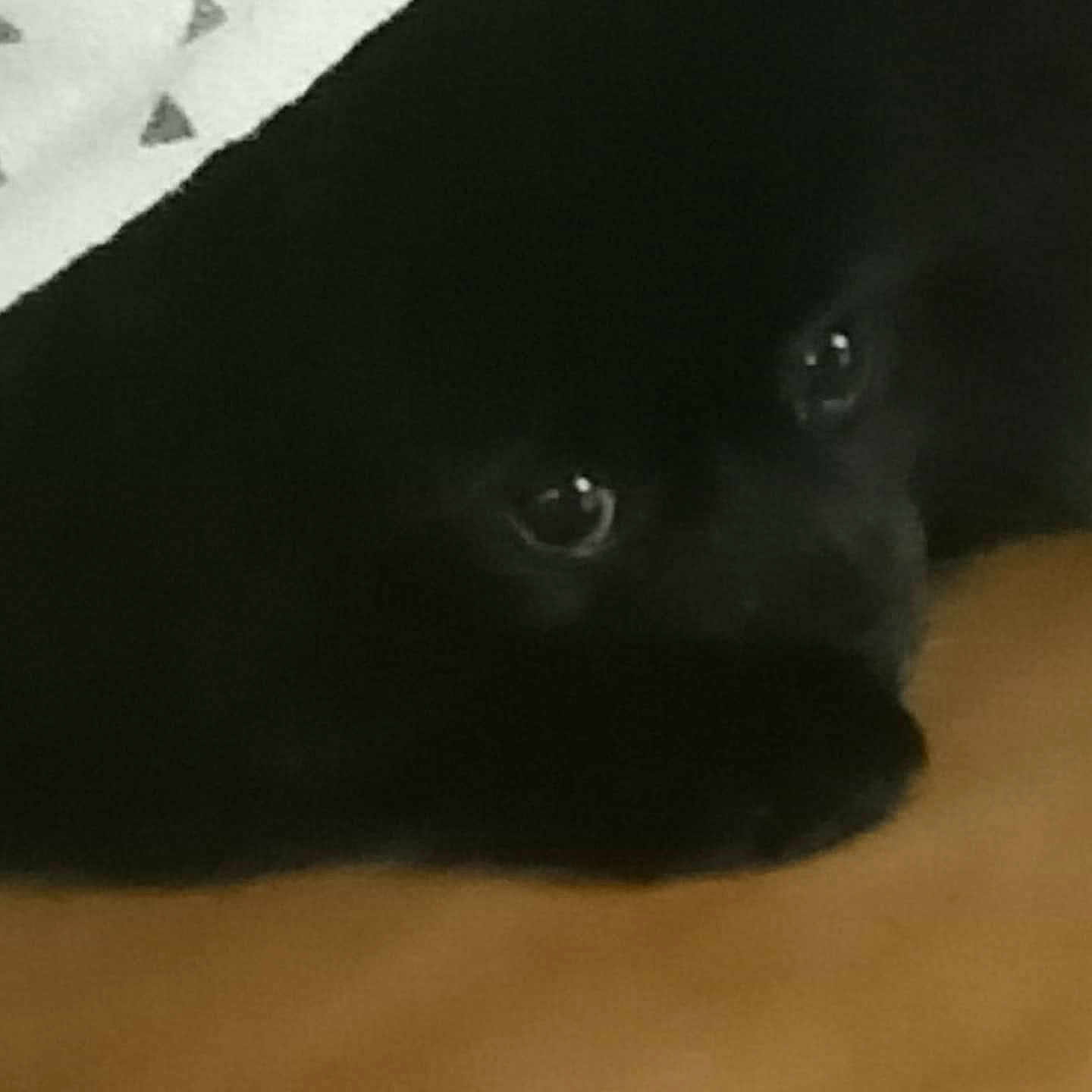 Oups a rejoint le concours — aidez-le/la à gagner de superbes lots ! animal, bear, blackbear, blackcat, blanket, canine, cat, chihuahua, cockerspaniel, dog, eskimodog, germanshepherd, labradorretriever, newfoundland, panther, pet, puppy, silhouette, snout, wolf