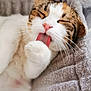 Mocky participe au concours pour gagner de l'argent avec cette photo : animal, blanket, cat, closeup, cozy, cute, cute_pet, feline, fur, grooming, indoor, paw, pet, relaxed, sleepy, soft_texture, tabby, tongue, whiskers, white_fur