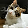 animal, background_blur, cat, closeup, curious, domestic_cat, ears, face, feline, head_tilt, indoor, lying_down, paws, pet, portrait, reflection, soft_light, tabby, whiskers, white_fur