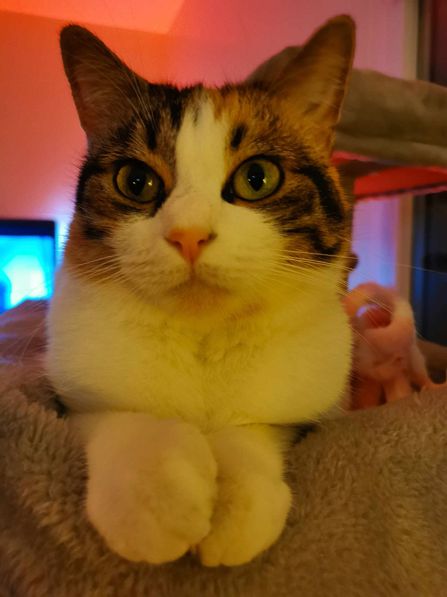 Mocky