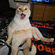 Taz joined the competition — help win amazing prizes! animal, blanket, cat, cozy, cream_colored, dresser, fur, furniture, indoor, living_room, orange_text, paw, pet, relaxed, sitting, surprised_expression, tail, television, whiskers, wide_open_mouth