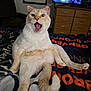 animal, blanket, cat, cozy, cream_colored, dresser, fur, furniture, indoor, living_room, orange_text, paw, pet, relaxed, sitting, surprised_expression, tail, television, whiskers, wide_open_mouth