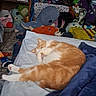Shippo is registered to the contest to win money with this photo: bed, blanket, cat, cozy, fur, home, indoor, messy_room, nap, orange_cat, pet, pillow, plush_toys, relaxed, shelf, sleep, sleeping, stuffed_animals, television, toy