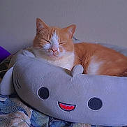 Shippo is registered to the contest to win money with this photo: cat, orange_cat, pet, sleeping, plush_bed, shark_bed, cozy, cute, indoor, blanket, patterned_blanket, fur, ears, whiskers, closed_eyes, bedroom, resting, soft_toy, smile_design, relaxation