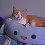 cat, orange_cat, pet, sleeping, plush_bed, shark_bed, cozy, cute, indoor, blanket, patterned_blanket, fur, ears, whiskers, closed_eyes, bedroom, resting, soft_toy, smile_design, relaxation