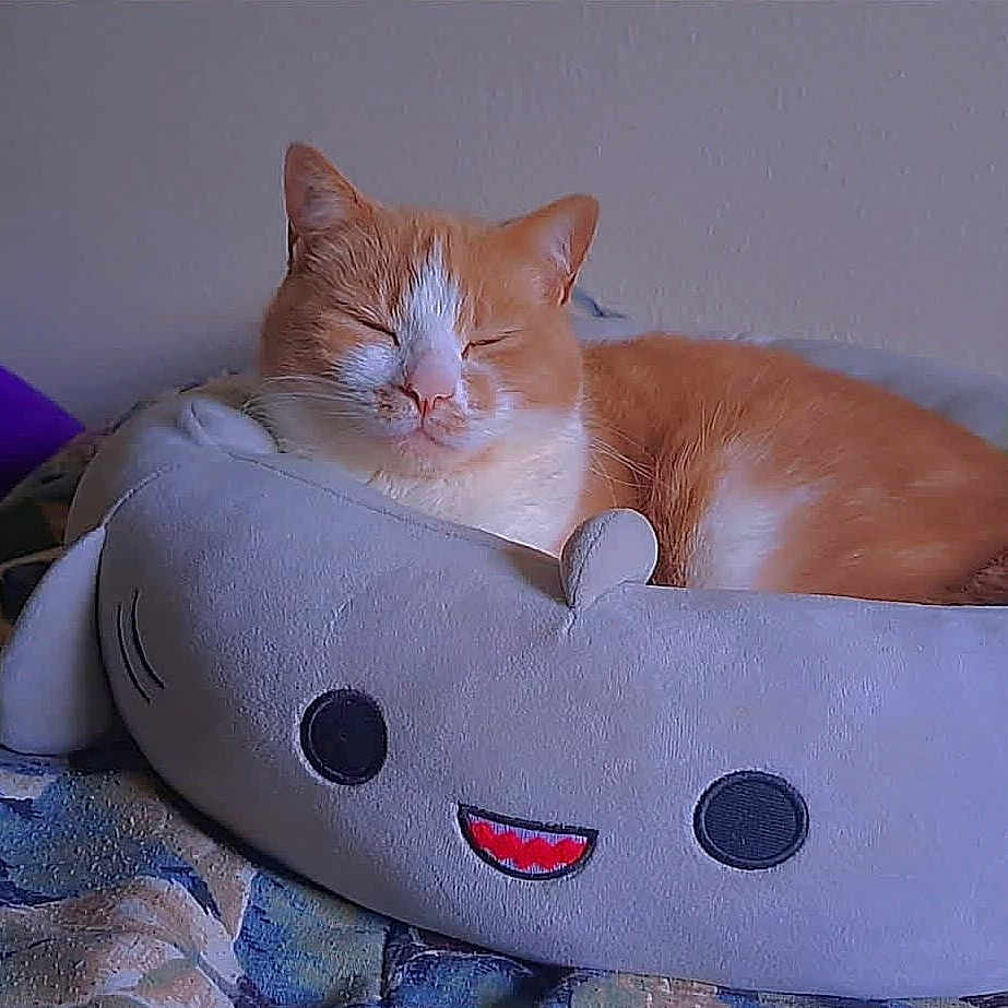 Shippo is registered to the contest to win money with this photo: bedroom, blanket, cat, closed_eyes, cozy, cute, ears, fur, indoor, orange_cat, patterned_blanket, pet, plush_bed, relaxation, resting, shark_bed, sleeping, smile_design, soft_toy, whiskers