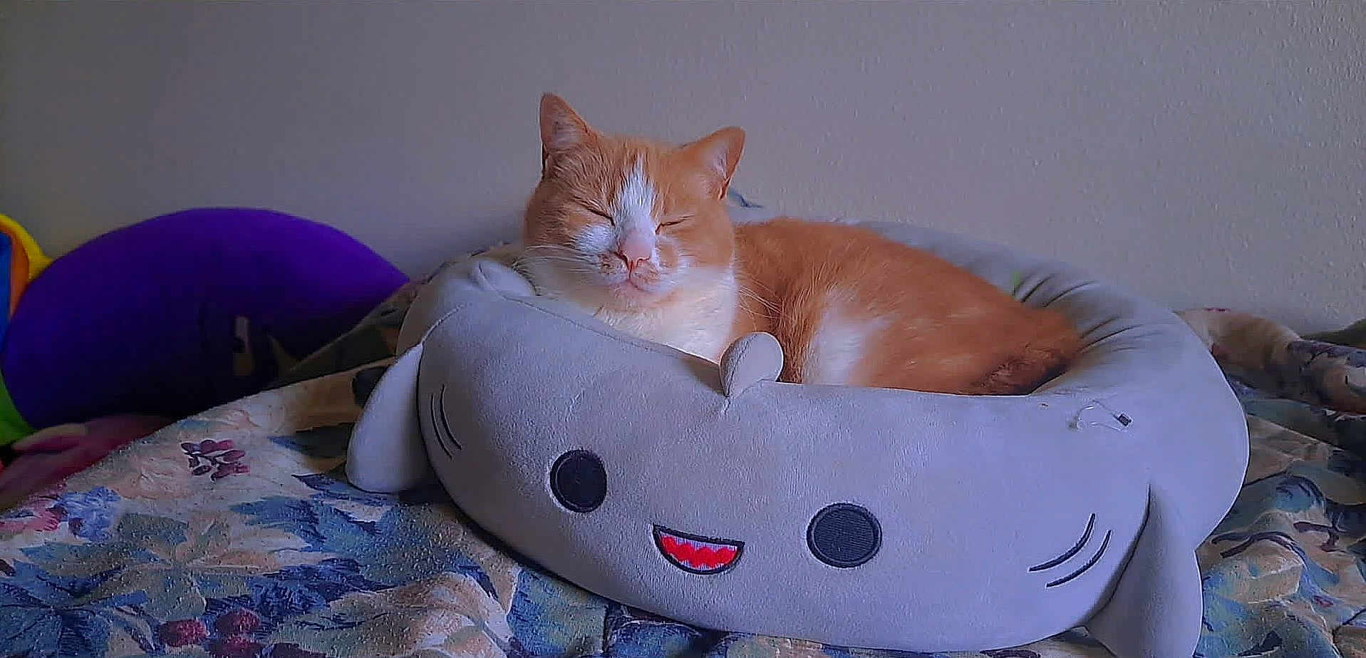 Shippo is registered to the contest to win money with this photo: cat, orange_cat, pet, sleeping, plush_bed, shark_bed, cozy, cute, indoor, blanket, patterned_blanket, fur, ears, whiskers, closed_eyes, bedroom, resting, soft_toy, smile_design, relaxation