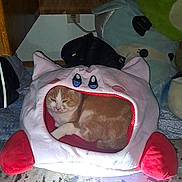 Shippo joined the competition — help win amazing prizes! cable, carpet, cat, close_up, cozy, cute, eyes_half_closed, flash_lighting, ginger_cat, indoor, kitten, nose, paws, pet, plush_bed, power_outlet, resting, sleepy, stuffed_animal, wood_shelf